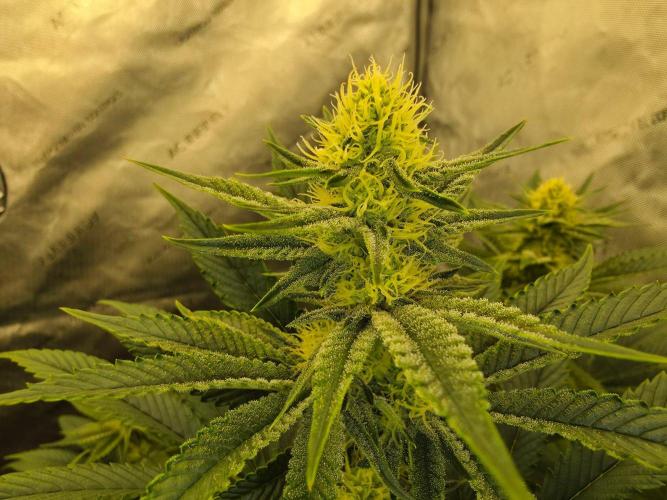 AI Bonbónky 💚. Week 9 - Almond Milk x Fizzy Bubblegum 85cm