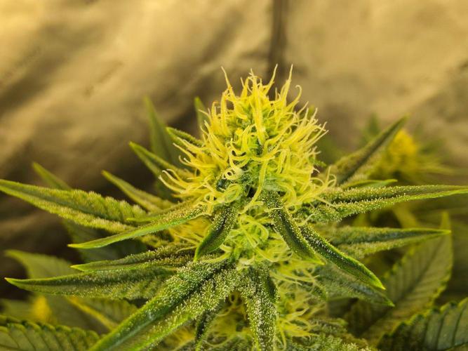 AI Bonbónky 💚. Week 9 - Almond Milk x Fizzy Bubblegum 85cm
