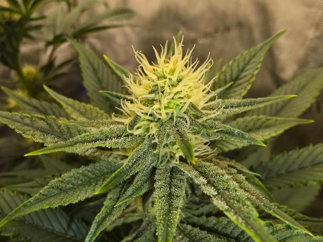 AI Bonbónky 💚. Week 9 - Almond Milk x Fizzy Bubblegum 85cm