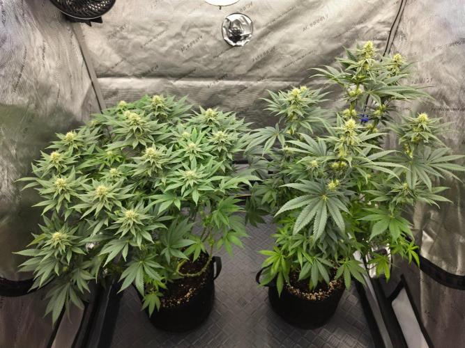 AI Bonbónky 💚. Week 9 - ALL MY GIRLS