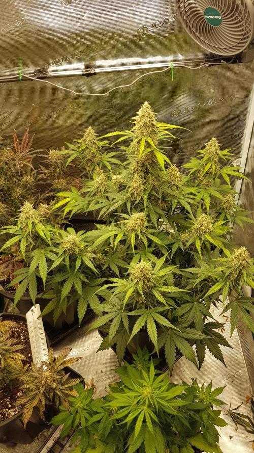 Rhino Ryder Auto Fast Buds. Week 5 - Rhino Ryder Tag 55