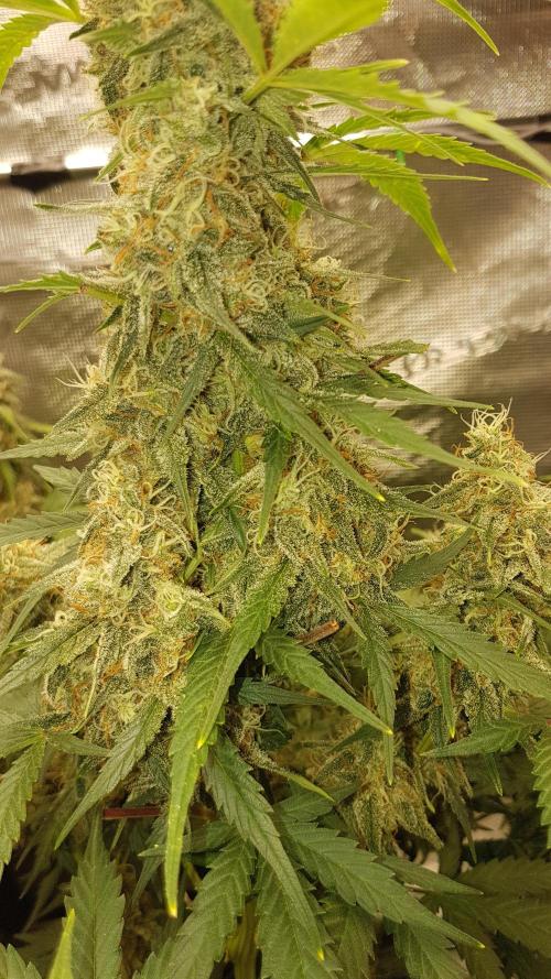 Rhino Ryder Auto Fast Buds. Week 5 - Rhino Ryder Tag 55