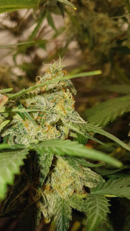 Rhino Ryder Auto Fast Buds. Week 5 - Rhino Ryder Tag55