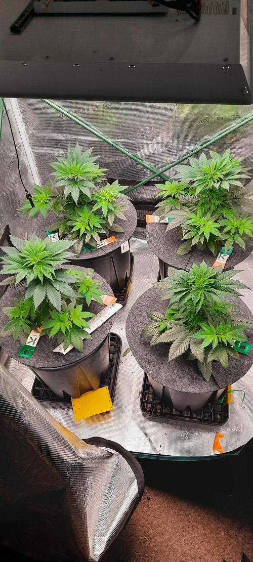 Dosidos33 Barneys Farm. Week 3 - Tag 31