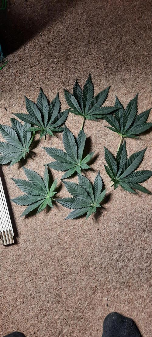 Dosidos33 Barneys Farm. Week 3 - Entlaubt