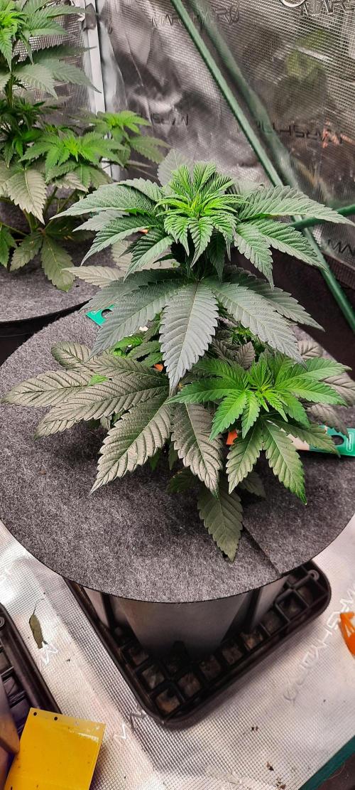 Dosidos33 Barneys Farm. Week 3 - Tag31