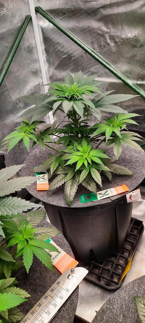 Dosidos33 Barneys Farm. Week 3 - Tag31