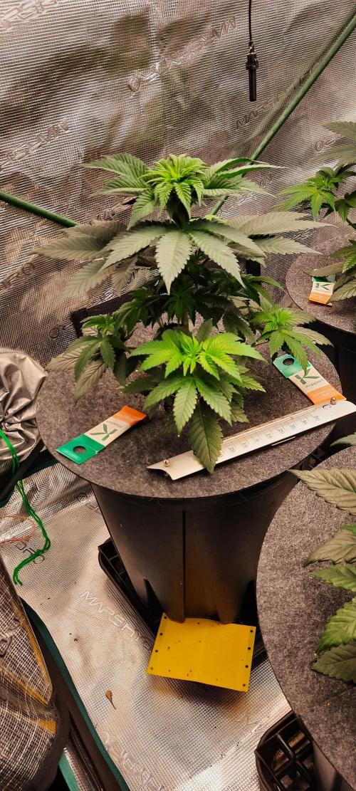 Dosidos33 Barneys Farm. Week 3 - Tag31