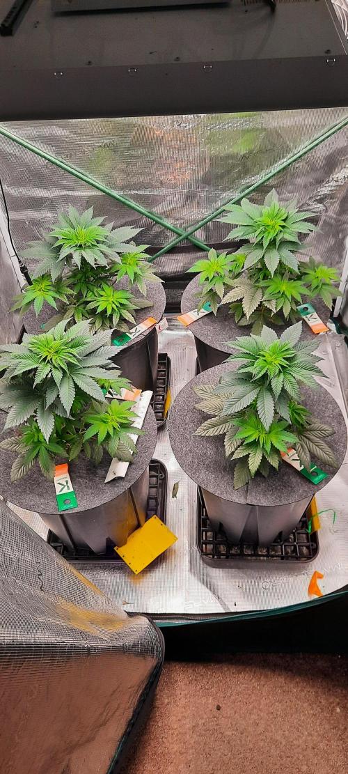 Dosidos33 Barneys Farm. Week 3 - Tag31