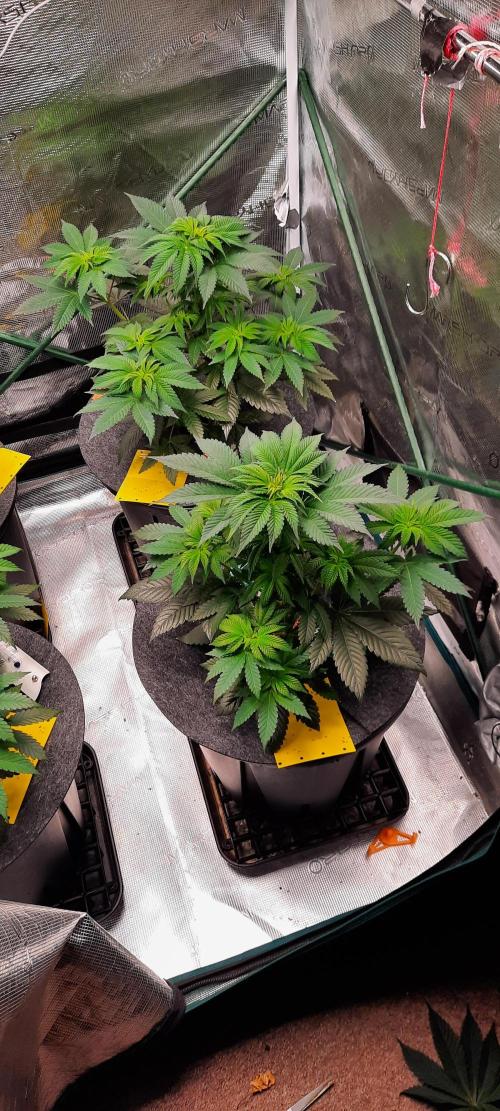 Dosidos33 Barneys Farm. Week 4