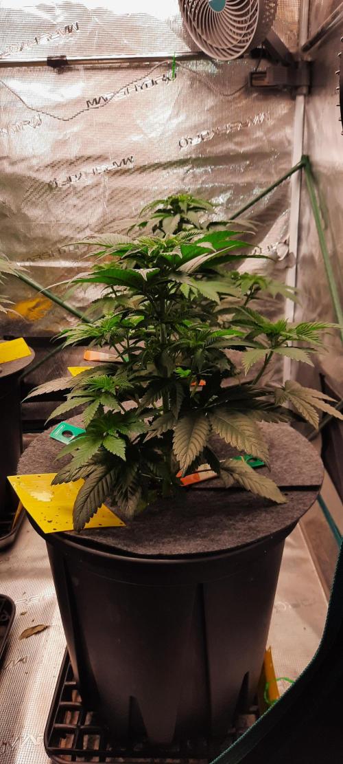 Dosidos33 Barneys Farm. Week 4