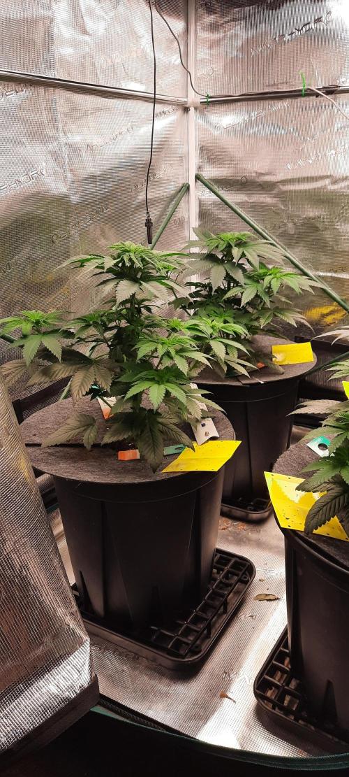 Dosidos33 Barneys Farm. Week 4