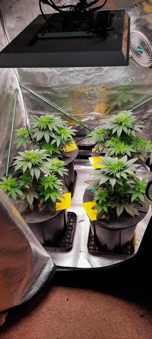 Dosidos33 Barneys Farm. Week 4