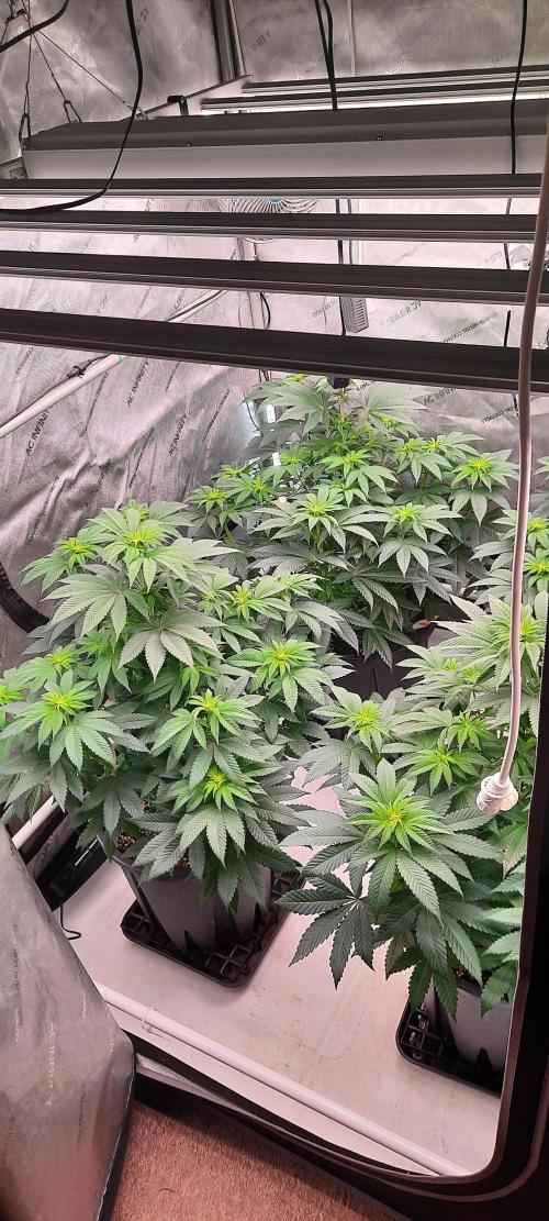 Dosidos33 Barneys Farm. Week 5 - Week5