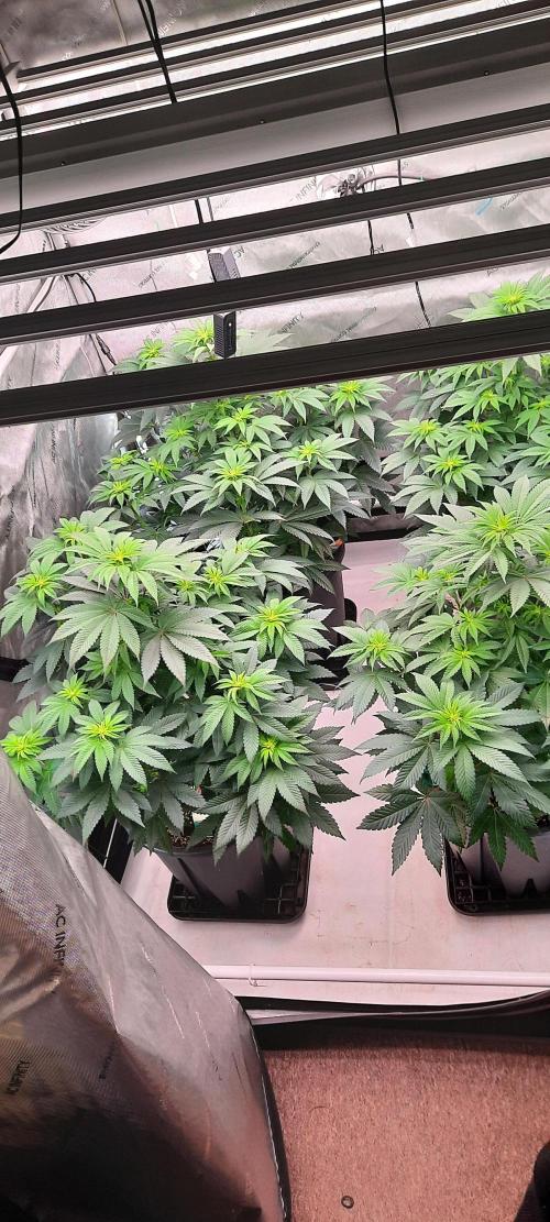 Dosidos33 Barneys Farm. Week 5 - Week5