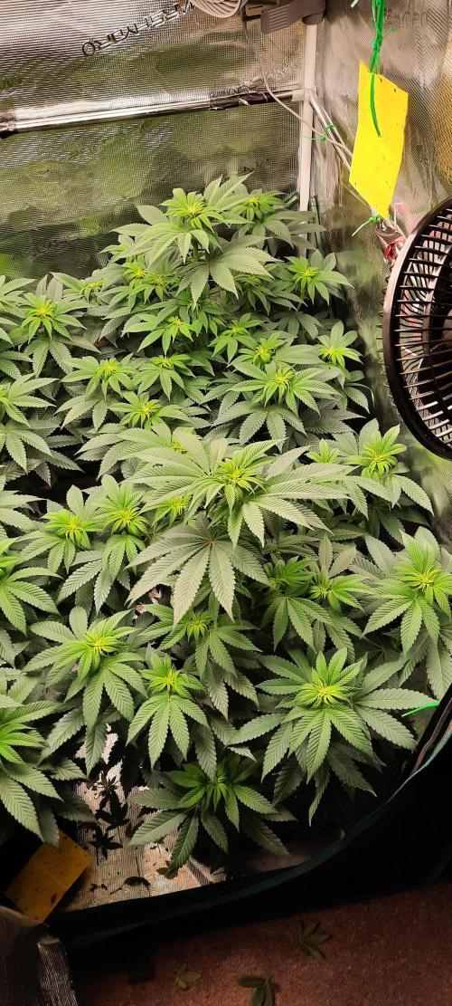 Dosidos33 Barneys Farm. Week 5 - Week5 