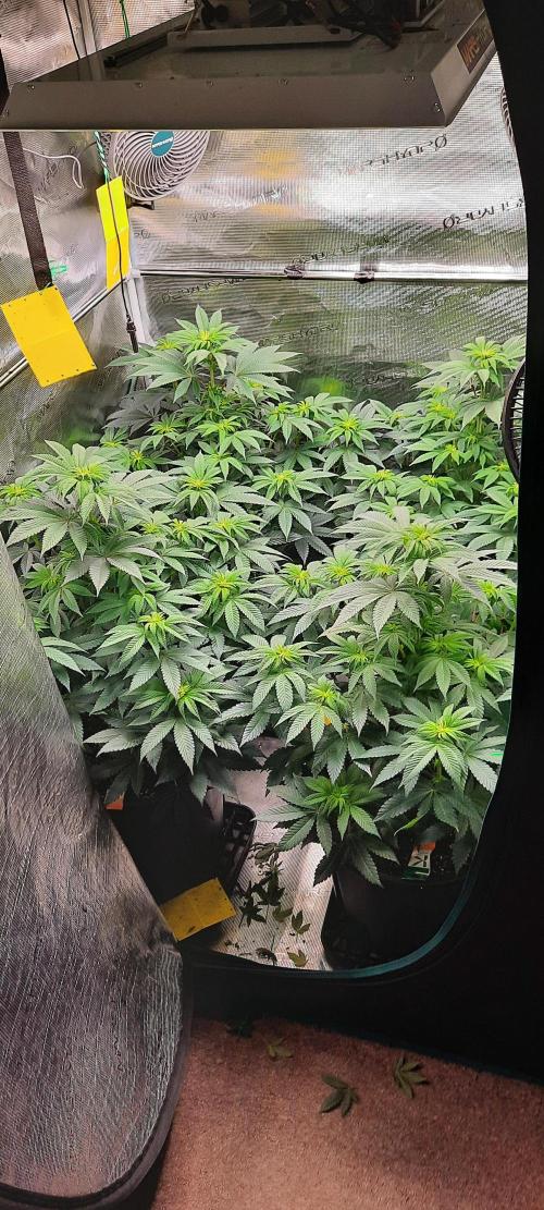 Dosidos33 Barneys Farm. Week 5 - Week5 