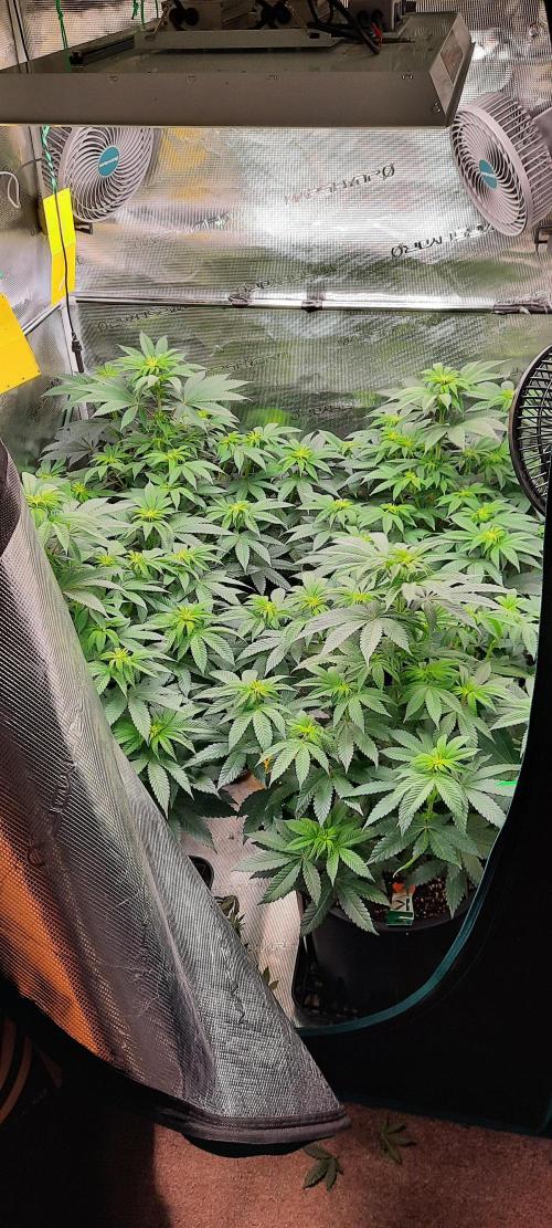 Dosidos33 Barneys Farm. Week 5 - Week5