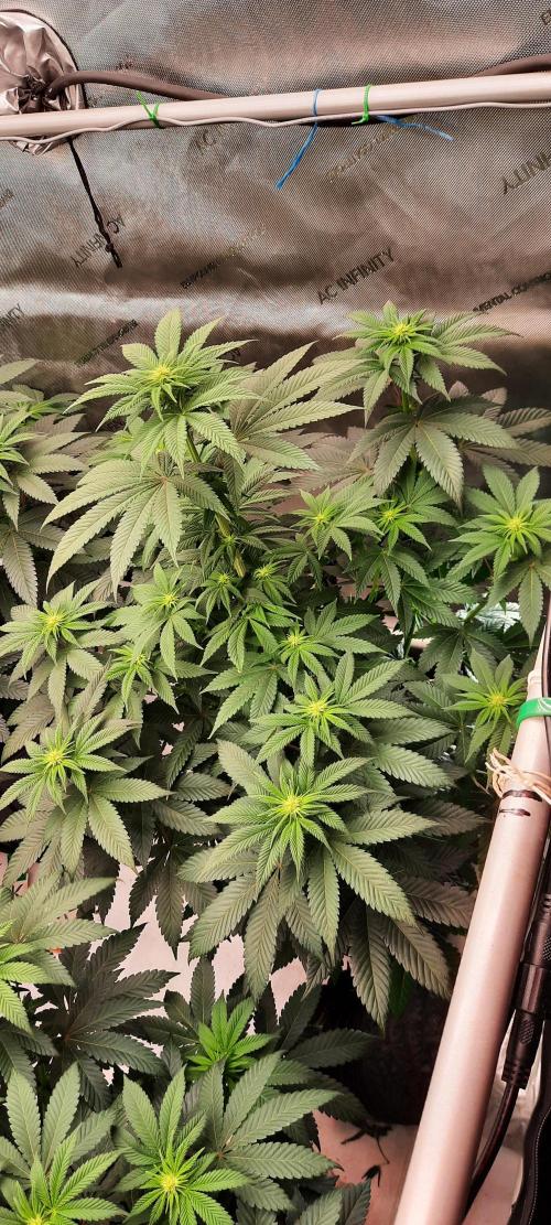 Dosidos33 Barneys Farm. Week 1