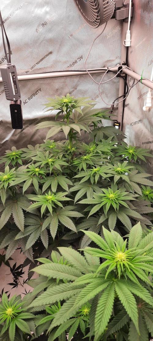 Dosidos33 Barneys Farm. Week 1