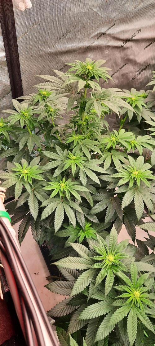 Dosidos33 Barneys Farm. Week 1