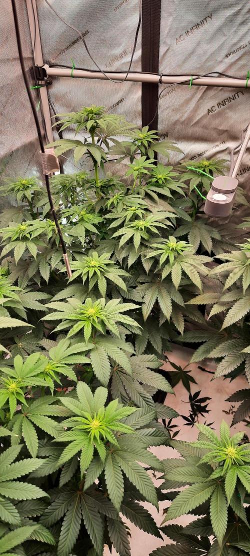 Dosidos33 Barneys Farm. Week 1