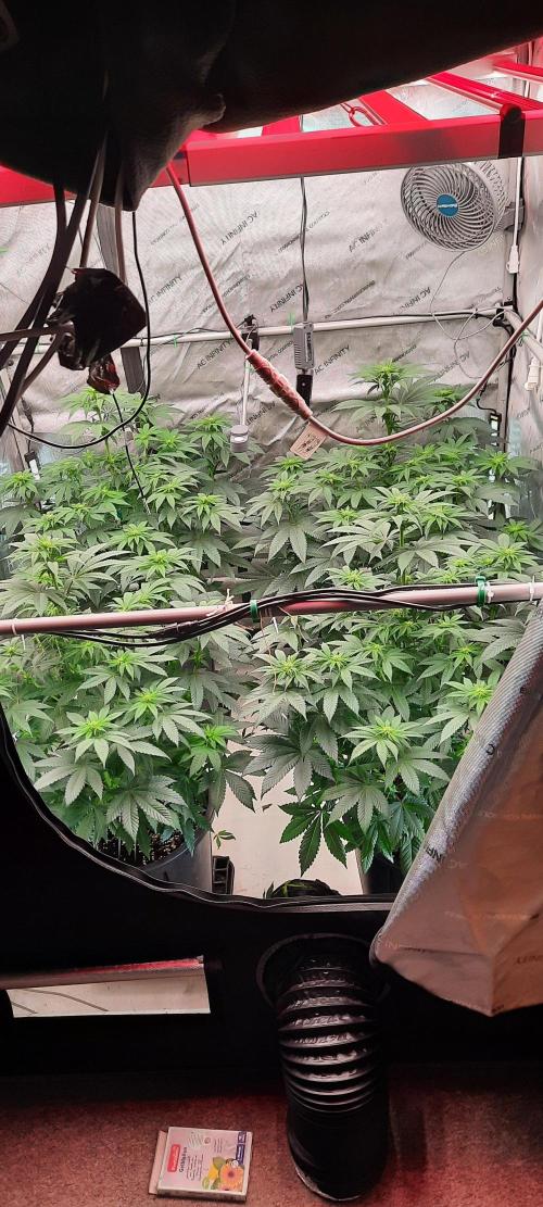 Dosidos33 Barneys Farm. Week 1