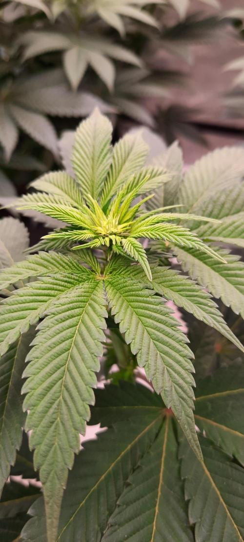 Dosidos33 Barneys Farm. Week 1