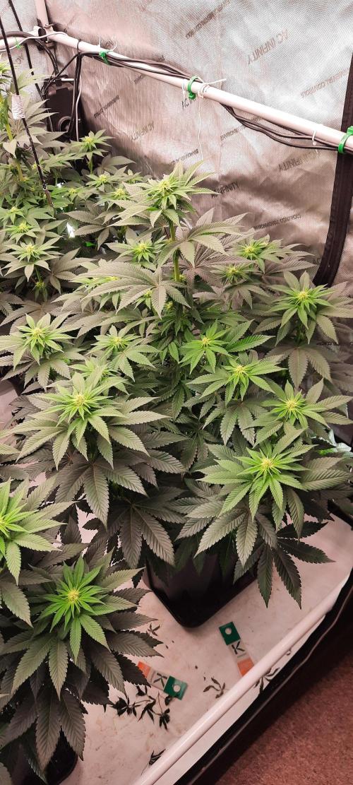 Dosidos33 Barneys Farm. Week 6