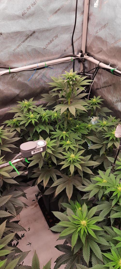 Dosidos33 Barneys Farm. Week 6