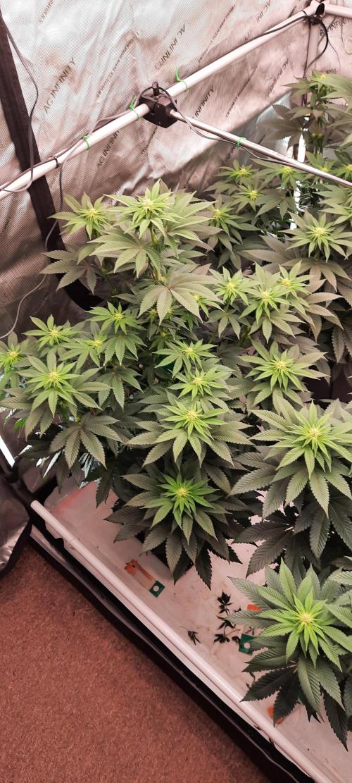 Dosidos33 Barneys Farm. Week 6