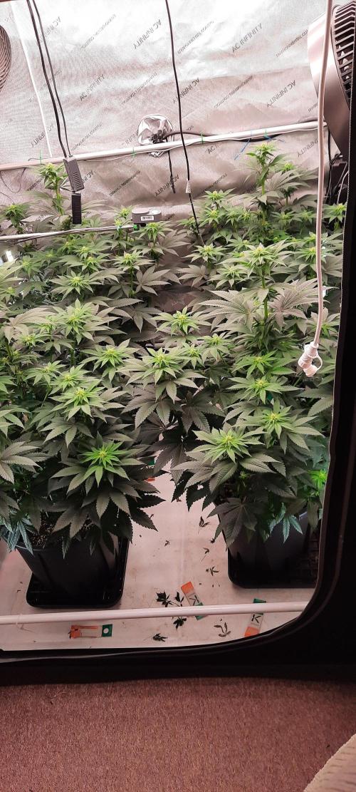 Dosidos33 Barneys Farm. Week 6