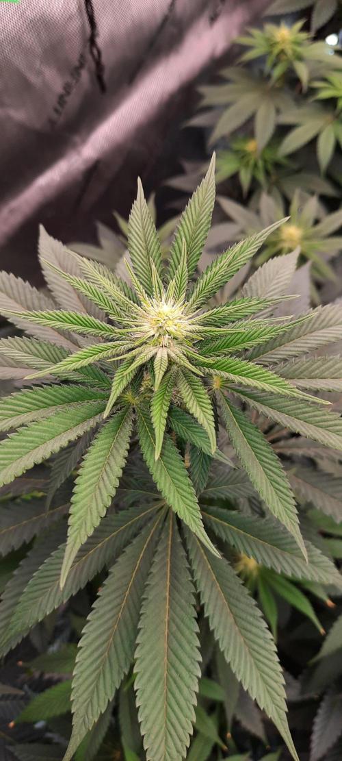 Dosidos33 Barneys Farm. Week 6