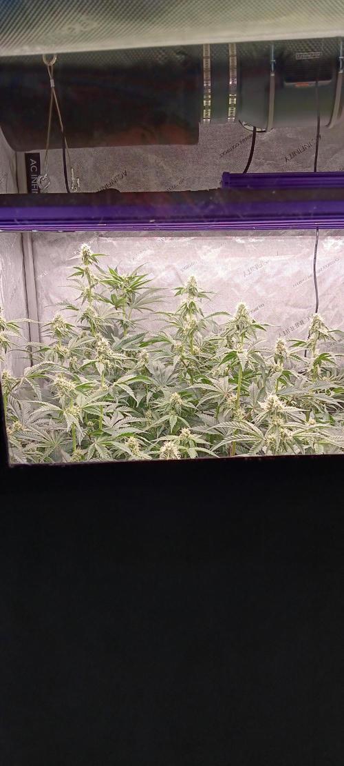 Chicken N Wafflez. Week 9