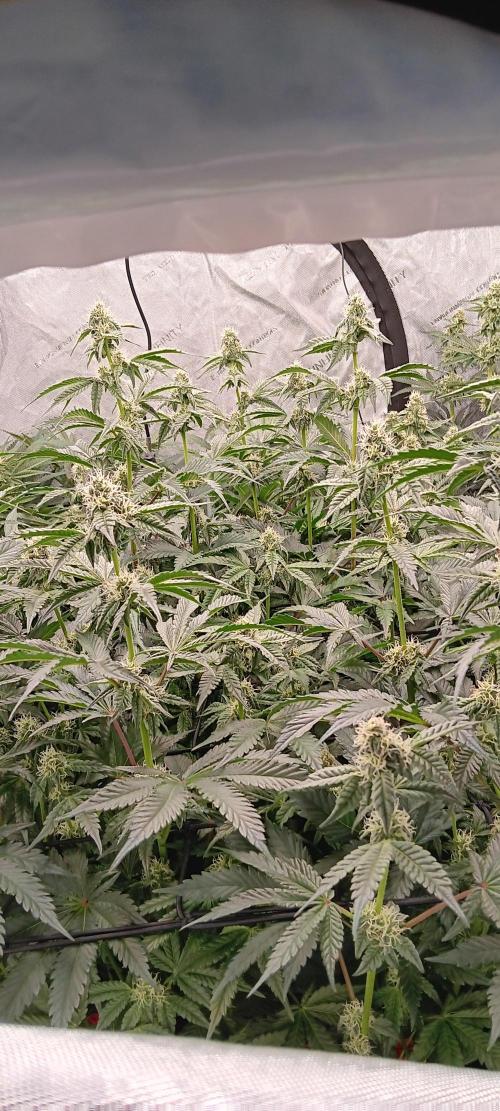 Chicken N Wafflez. Week 9