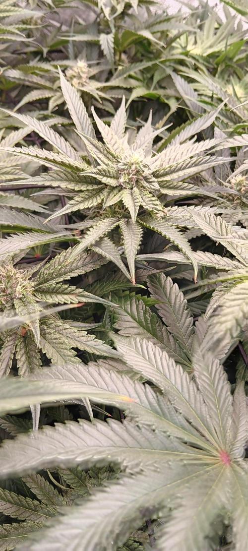 Chicken N Wafflez. Week 9