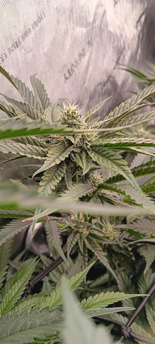 Chicken N Wafflez. Week 9