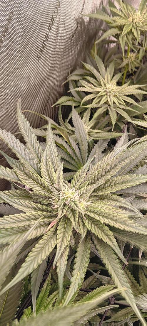 Chicken N Wafflez. Week 9