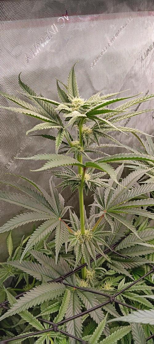 Chicken N Wafflez. Week 9