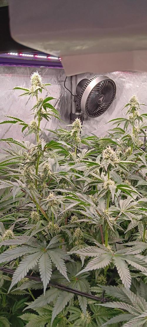 Chicken N Wafflez. Week 9