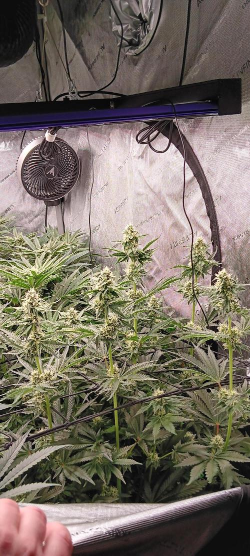 Chicken N Wafflez. Week 9