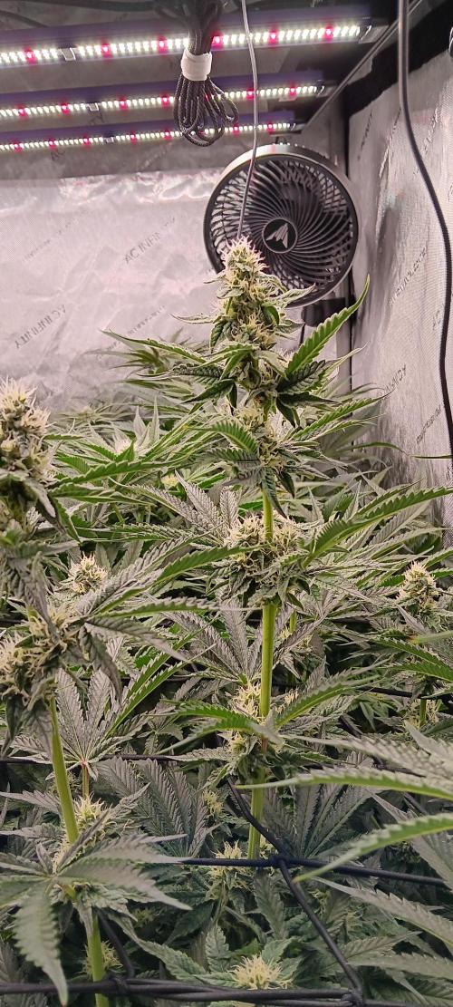 Chicken N Wafflez. Week 9