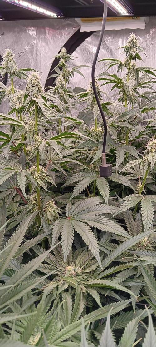 Chicken N Wafflez. Week 9