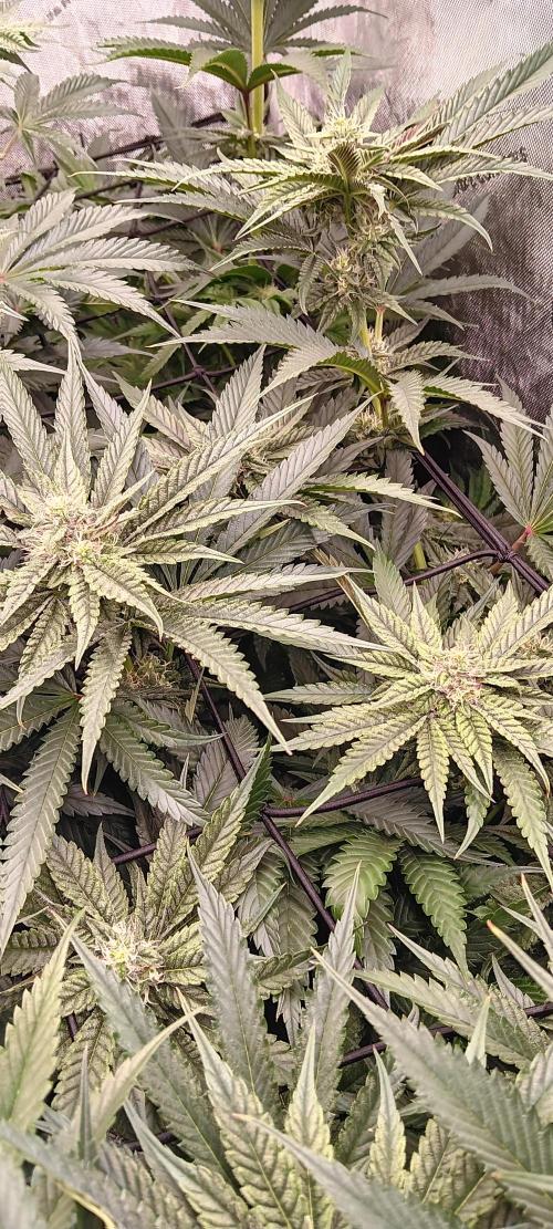 Chicken N Wafflez. Week 9