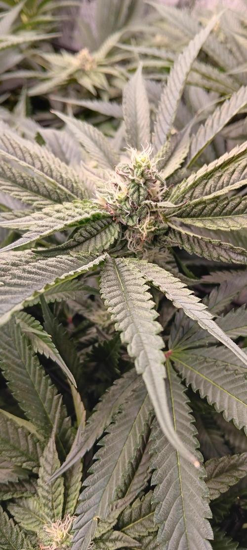 Chicken N Wafflez. Week 9