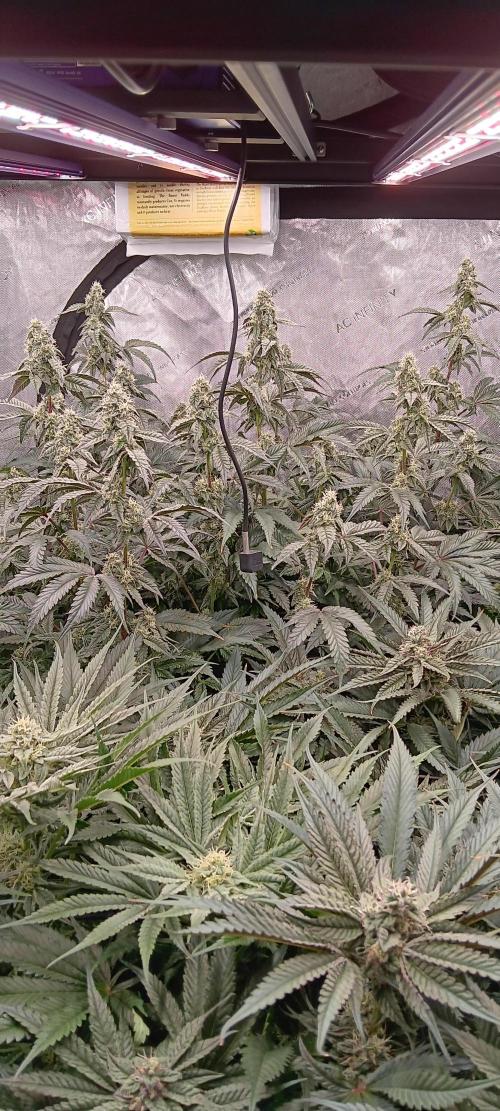 Chicken N Wafflez. Week 10