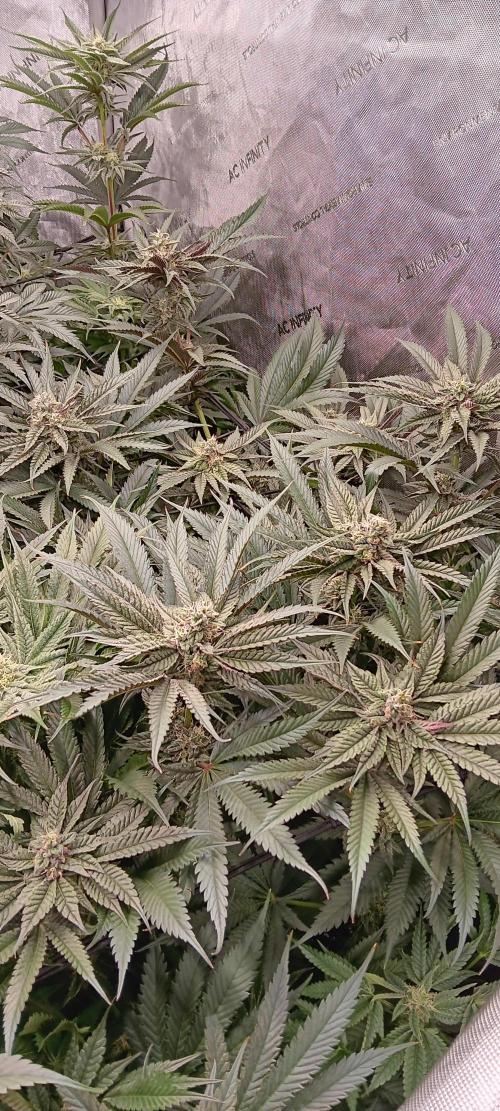 Chicken N Wafflez. Week 10