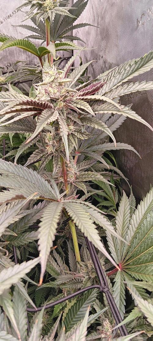 Chicken N Wafflez. Week 10