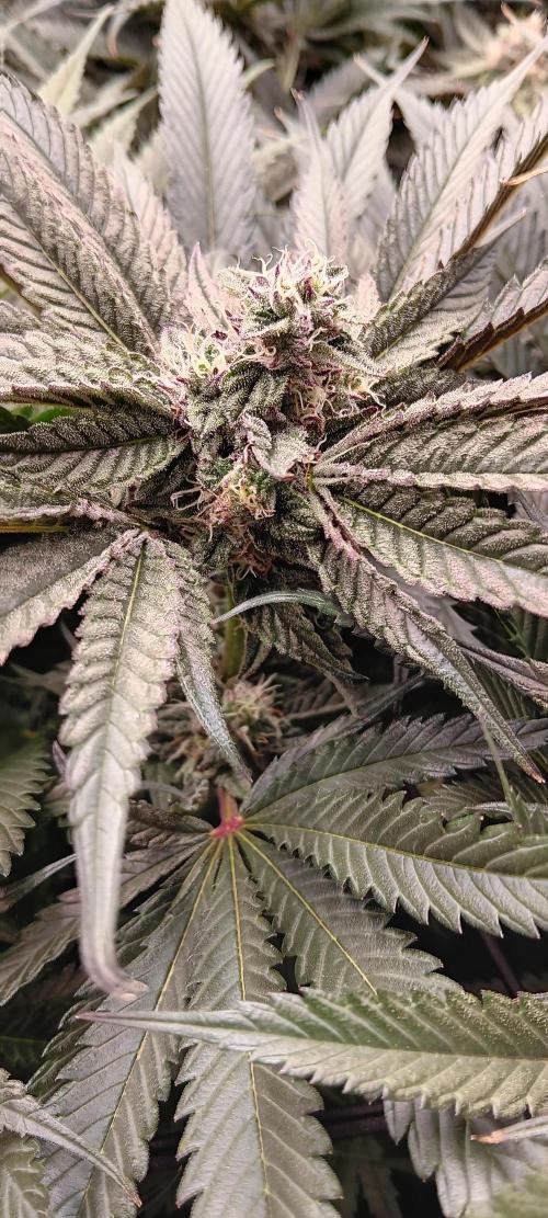 Chicken N Wafflez. Week 10