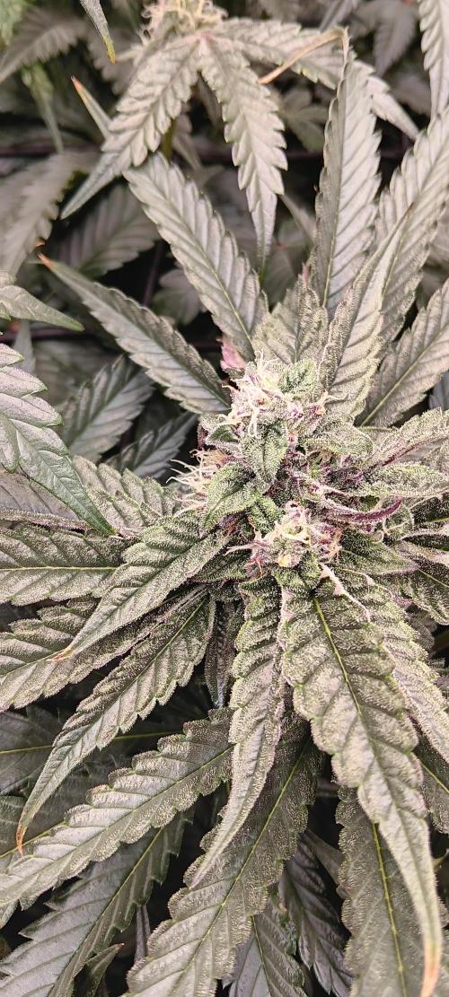 Chicken N Wafflez. Week 10